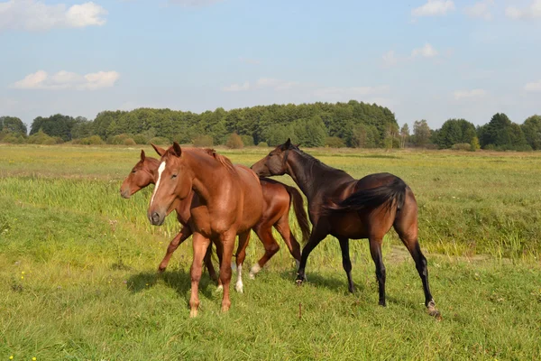 Cavalos brincalhões . — Fotografia de Stock