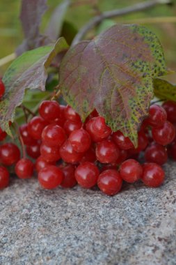 guelder-Roze.