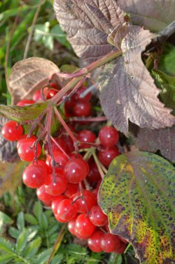 guelder-Roze.