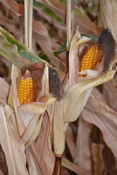 Спелые кукурузы . — стоковое фото