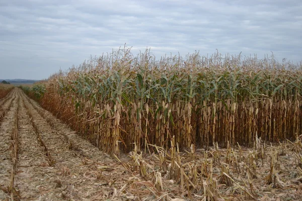 Kukorica mező ősszel. — Stock Fotó