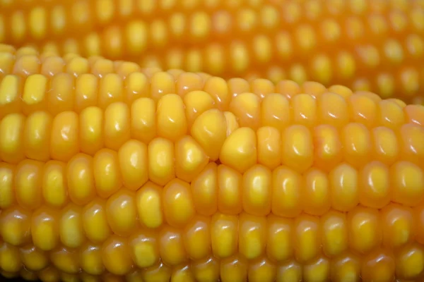 Rijp maïs. — Stockfoto