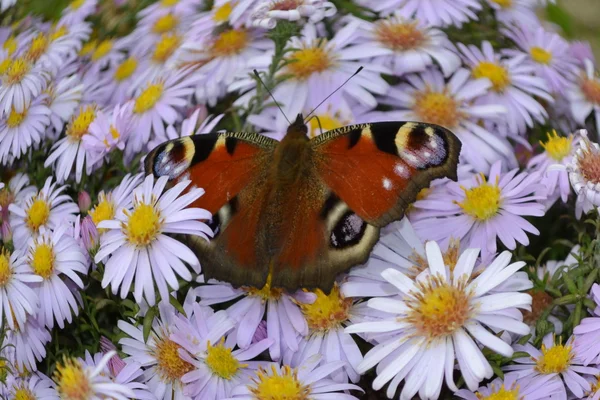 Метелик на осінній квітці . — стокове фото