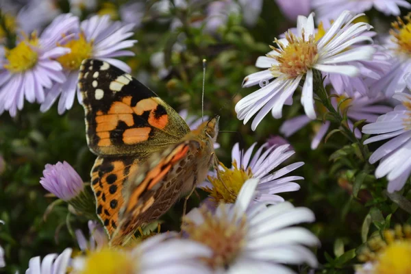 Pillangó egy őszi virág. — Stock Fotó