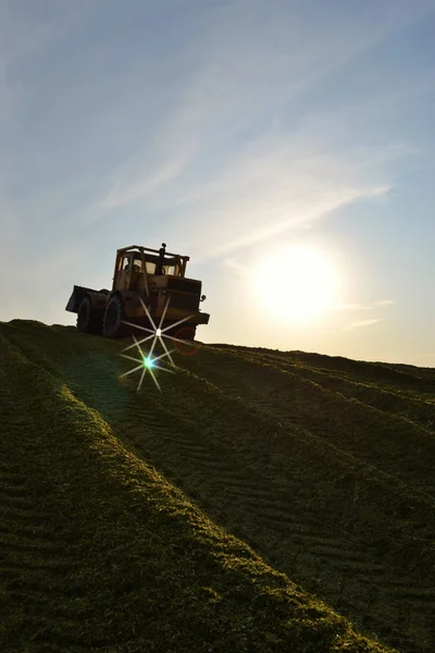 The bulldozer rams a silage hole at an evening dawn. — Stock Photo, Image