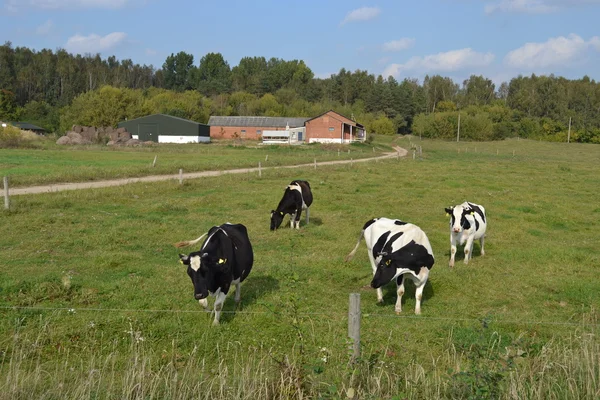 Vier Kühe grasen auf einer Weide. — Stockfoto