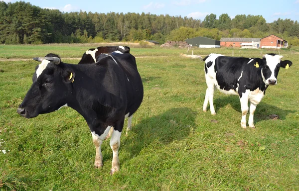 Dwie krowy na łące. — Zdjęcie stockowe
