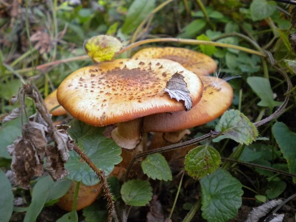 Мед гриби гриби пластинчасті . — стокове фото