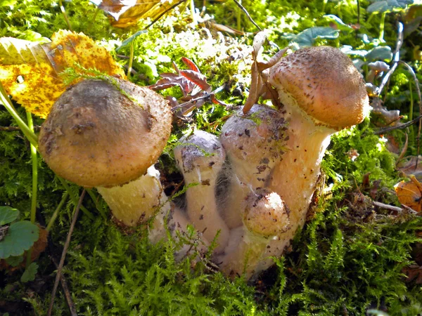 Cogumelos mel agarics . — Fotografia de Stock