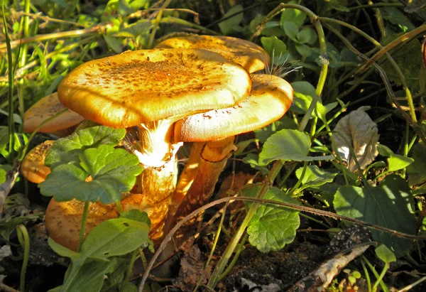 Cogumelos mel agarics . — Fotografia de Stock