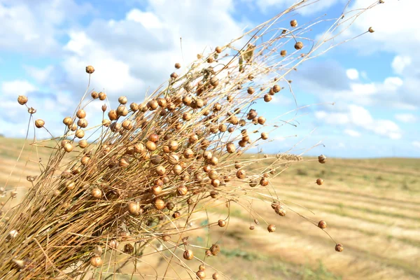 Flax bunch. — Stock Photo, Image