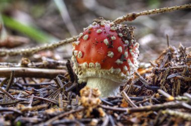 sinek agaric 001