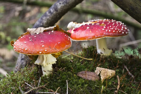 Fly agaric 002 — Stock Photo, Image