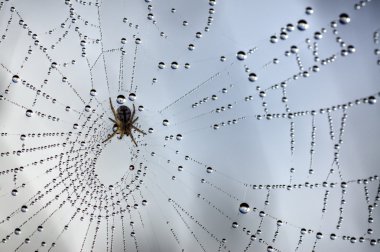 Dew in a spiderweb 3 clipart