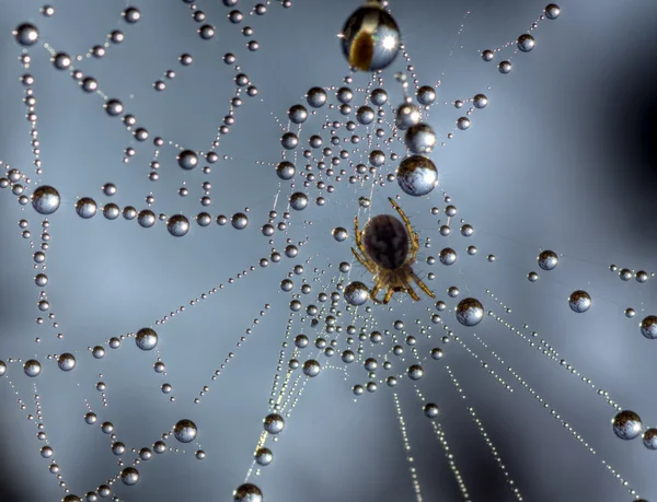 Orvalho em uma teia de aranha 2 — Fotografia de Stock