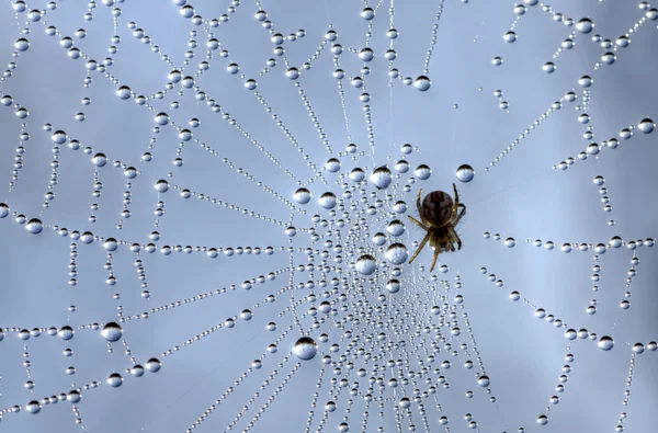 Orvalho em uma teia de aranha 1 — Fotografia de Stock