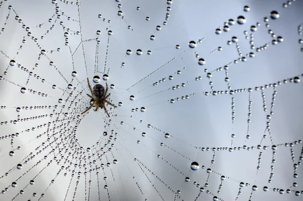 Orvalho em uma teia de aranha 3 — Fotografia de Stock