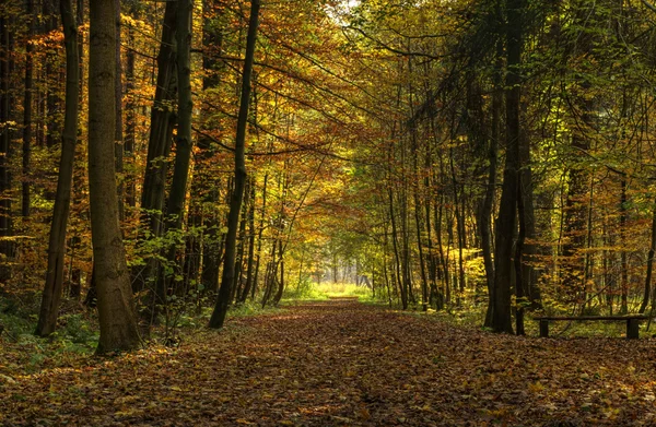 stock image Autumn forest 2