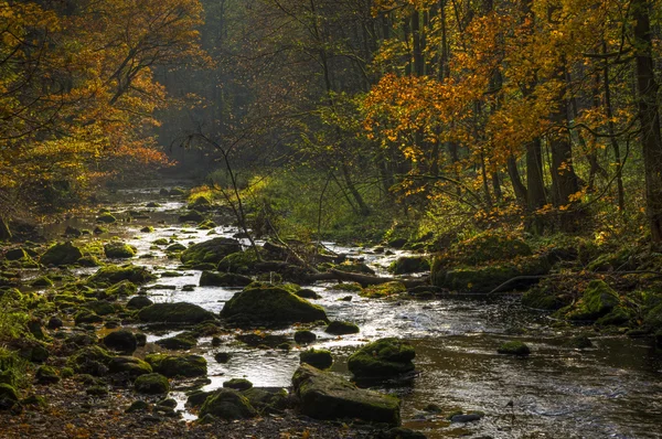 Осенний лес 3 — стоковое фото