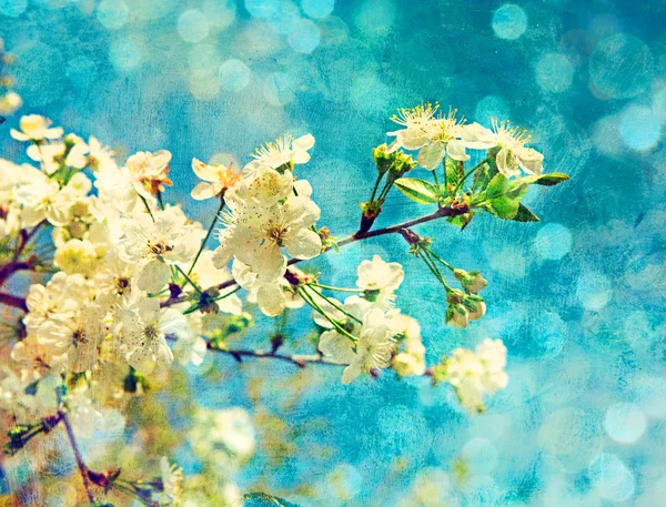 Cseresznye virágok, grunge, háttér — Stock Fotó