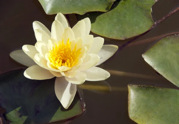 stock image White lily in a pond