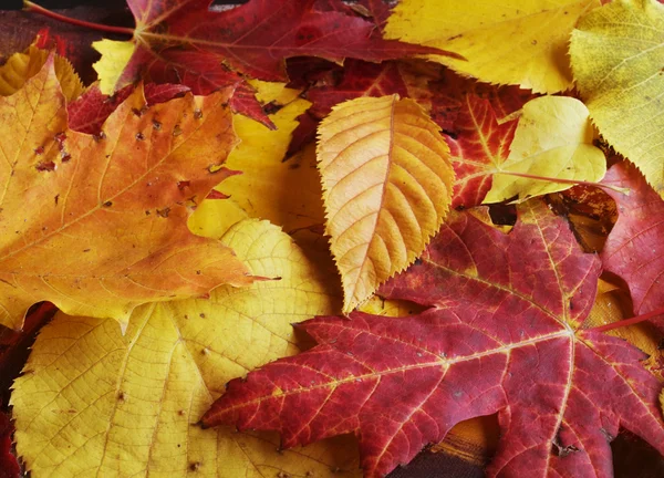 Queda de folhas de outono Fotos De Bancos De Imagens