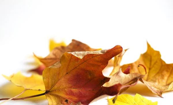 Autumn Leaves Royalty Free Stock Photos