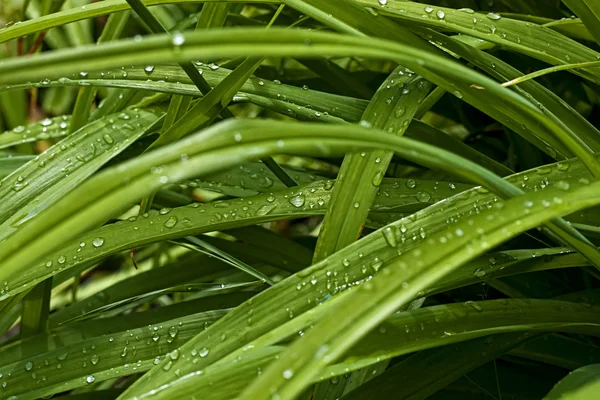 stock image Dew on the grass