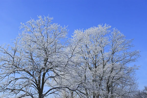 stock image Frost winter tree