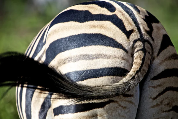 Zebra Stripes — Stock Photo, Image