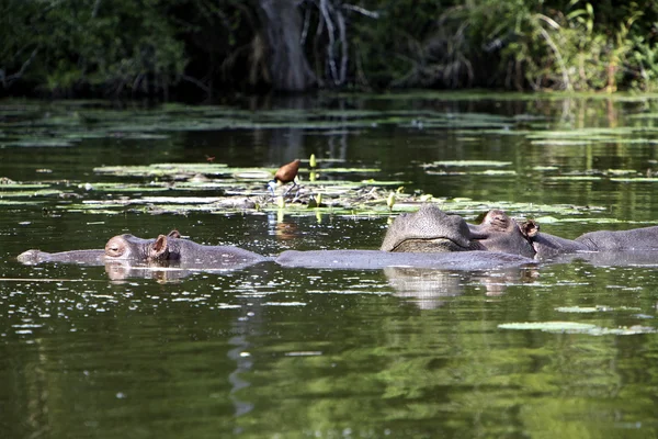 Hipopotam zasypianie — Zdjęcie stockowe