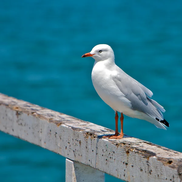 Single seagull — Stock Photo, Image