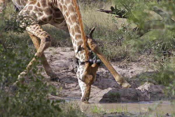 Жирафа, пити — стокове фото