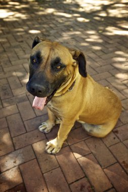 mutlu boerboel köpek