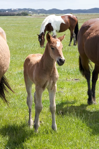 Mladí koně hříbě — Stock fotografie