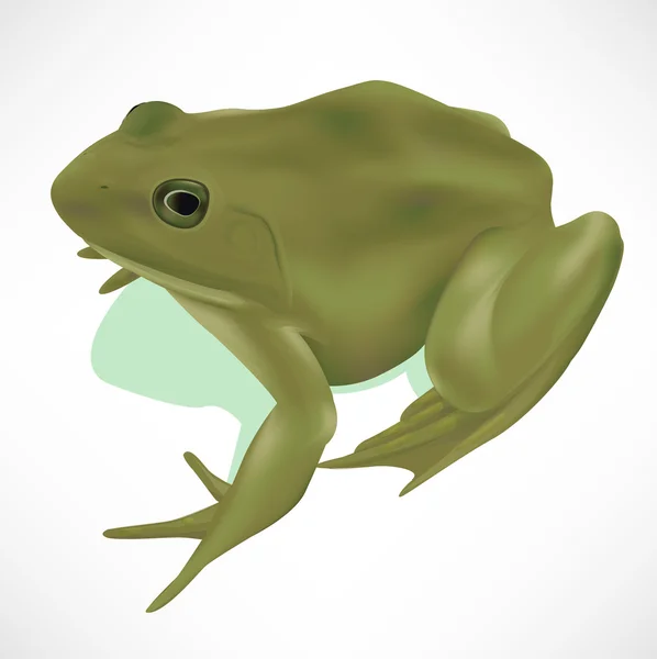 Realistic Frog — Stock Vector
