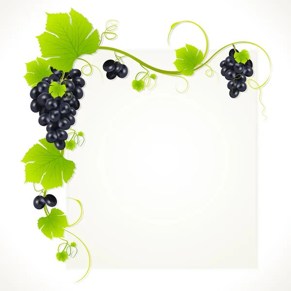 Bunch of Grapes — Stock Vector