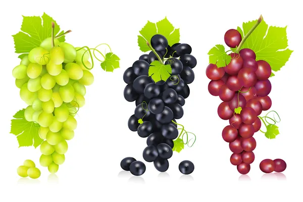 Bunch of Grapes — Stock Vector