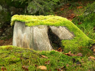 Old tree stump with moss clipart