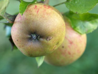 elma bir appletree üzerinde