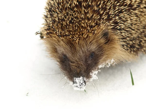 Hedgehog at the snow — Stock Photo, Image