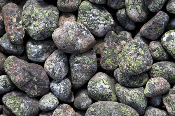 돌 배경 — 스톡 사진