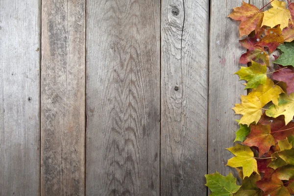 Colorate foglie autunnali — Foto Stock