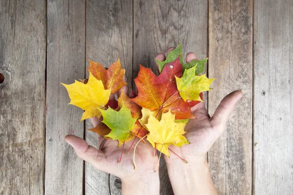 Το φθινόπωρο τα φύλλα σε ένα χέρι — Φωτογραφία Αρχείου