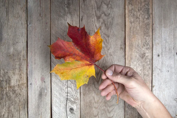 Herbstblatt auf einer Hand — Stockfoto