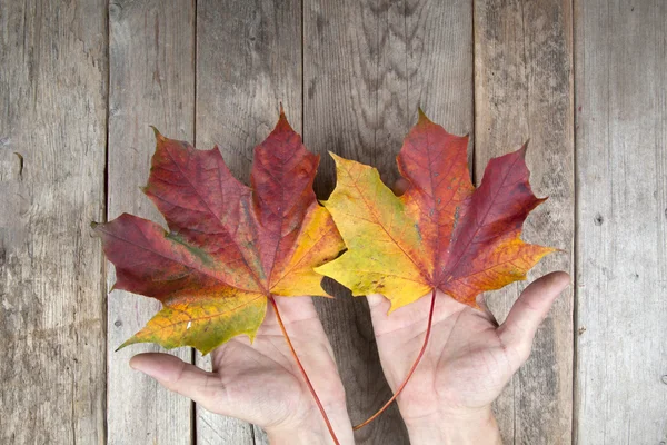 Herbstblätter auf einer Hand — Stockfoto