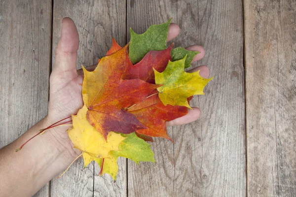Herbstblätter auf einer Hand — Stockfoto