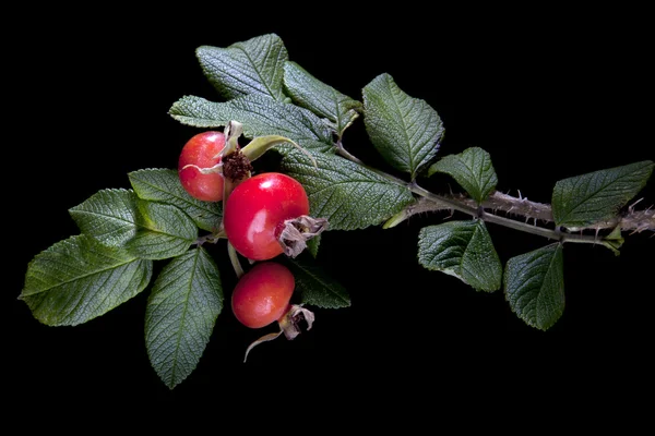 Bunch of rose hip with berry — Stock Photo, Image