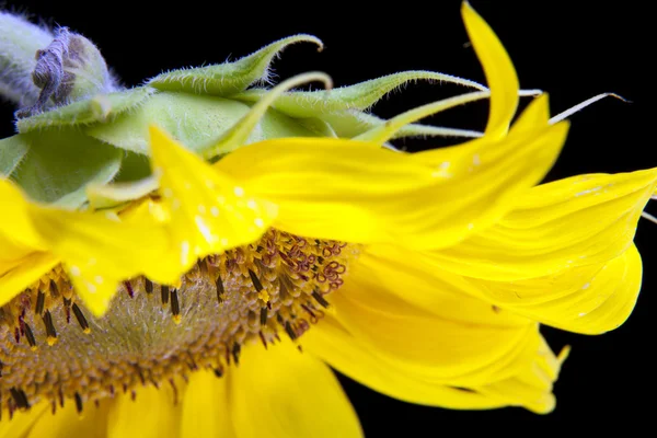 Nahaufnahme einer Sonnenblume — Stockfoto