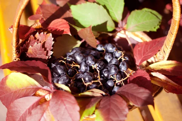 Blue grapes lying in a basket among the leaves — Stock Photo, Image